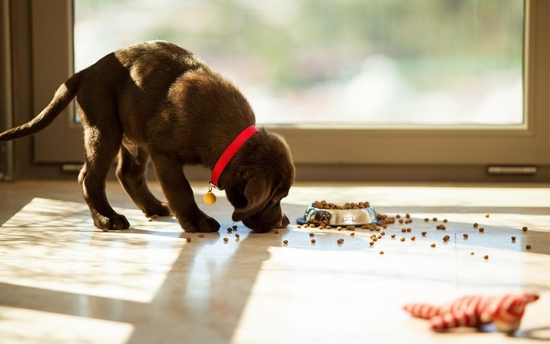 Cómo cambiar la dieta de tu mascota de forma segura: Guía paso a paso